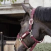 Kentucky Horsewear Velvet Halter Bordeaux -Equestrian Supply Store 485a7752 e8502ded370e565d04389cf2c54c4715 article photobook crop