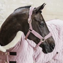 Kentucky Horsewear Velvet Halter Old Rose 7 Kentucky Horsewear Velvet Halter Old Rose -Equestrian Supply Store 5n1a2547 e8502ded370e565d04389cf2c54c4715 article photobook crop