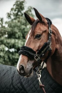 Equestrian Supply Store 28 Equestrian Supply Store -Equestrian Supply Store 8584af0d31ca15cb042f6dbc7b06cb43f6a13fc39de6d3350d6dd03b52ce3e59