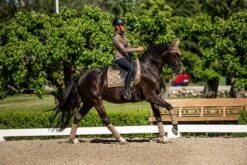 Equestrian Stockholm Dressage Saddle Pad Champagne -Equestrian Supply Store DSC 2134 9fec117c 432f 469f bb55 a8f81c2d97d1