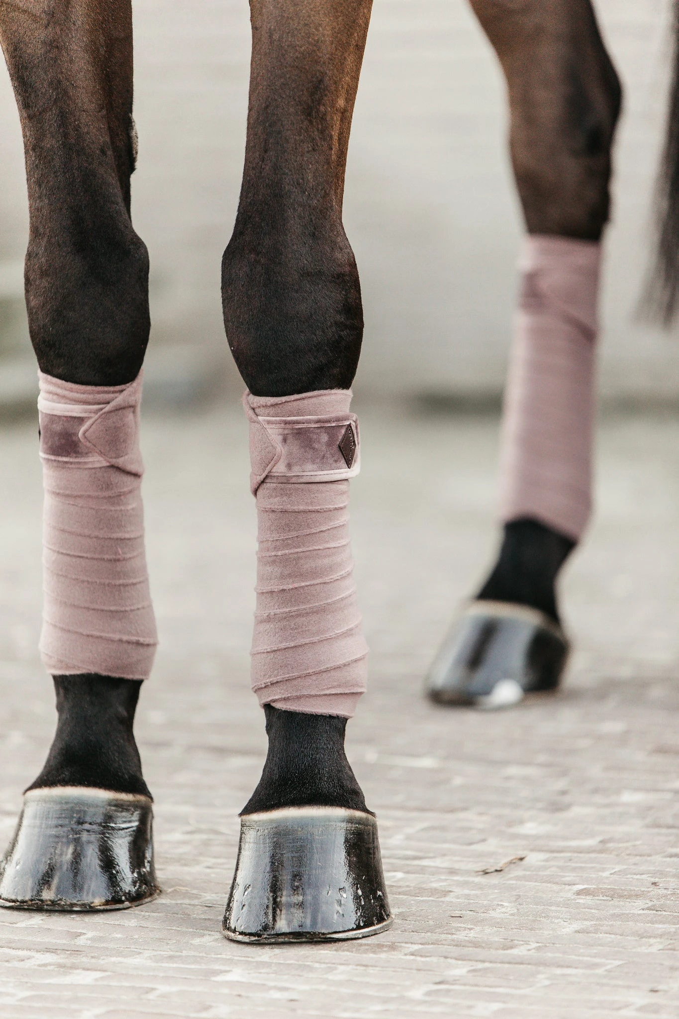 Kentucky Velvet Bandages Light Purple 5 Kentucky Velvet Bandages Light Purple - Image 3