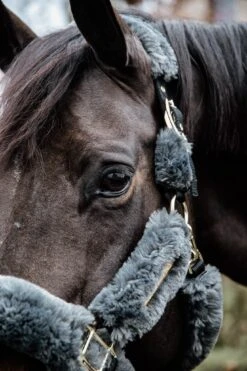 Kentucky Sheepskin Shipping Halter Grey -Equestrian Supply Store f6424b653a3a97c7fc4a0021ff5d6db54e6b8b056af4a260ee3d116cf623ff19