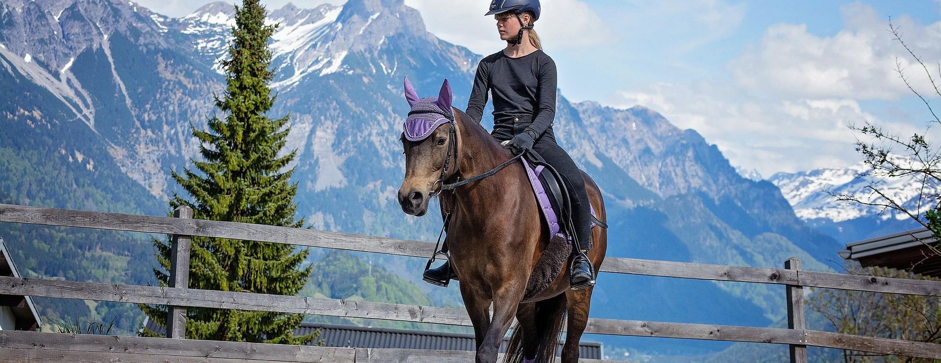 Equestrian Supply Store 4 Equestrian Supply Store -Equestrian Supply Store horse 6123172 1920