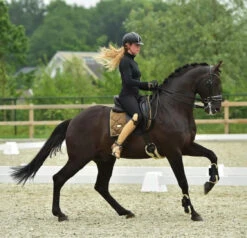 Equestrian Stockholm Dressage Saddle Pad Golden Brass 13 Equestrian Stockholm Dressage Saddle Pad Golden Brass -Equestrian Supply Store image e4b15a77 aa21 47eb 8166 9e7b6012e4cf